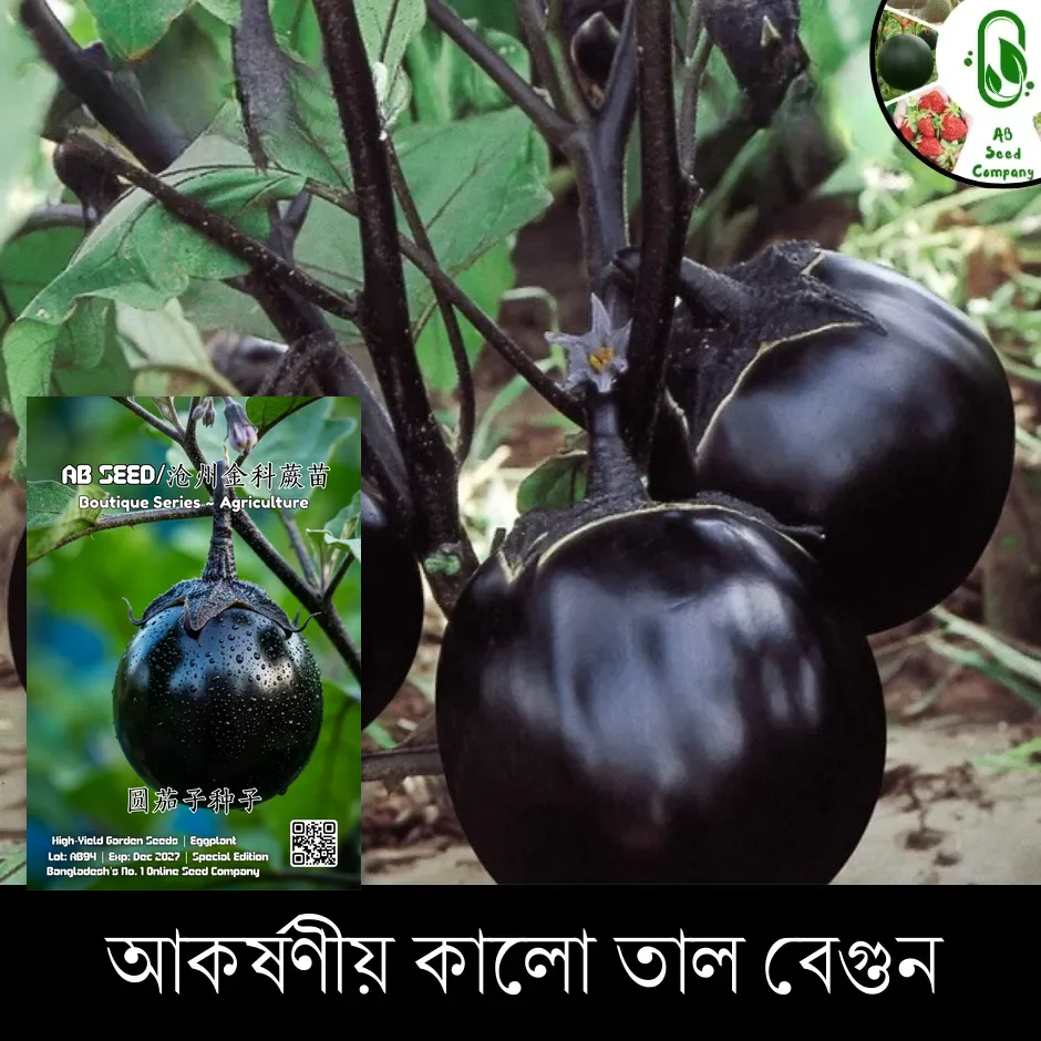 কালো তাল বেগুনের বীজ